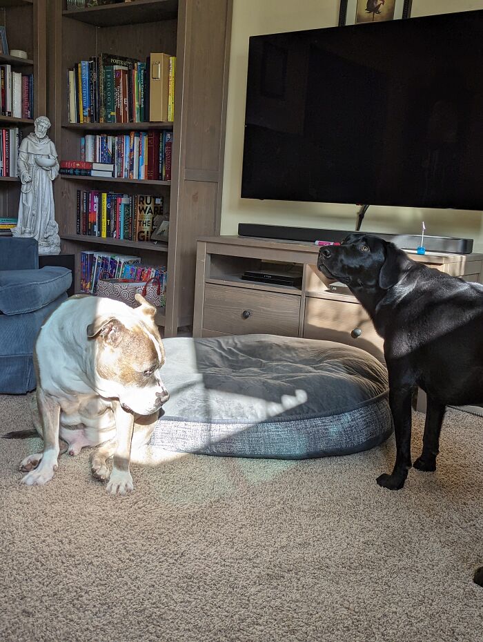 Hey Pandas, Show Us Where You Are While Scrolling Through Bored Panda (Closed) Hey Pandas, Show Us Where You Are While Scrolling Through Bored Panda (Closed)