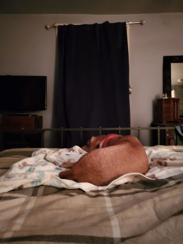 Hey Pandas, Show Us Where You Are While Scrolling Through Bored Panda (Closed)