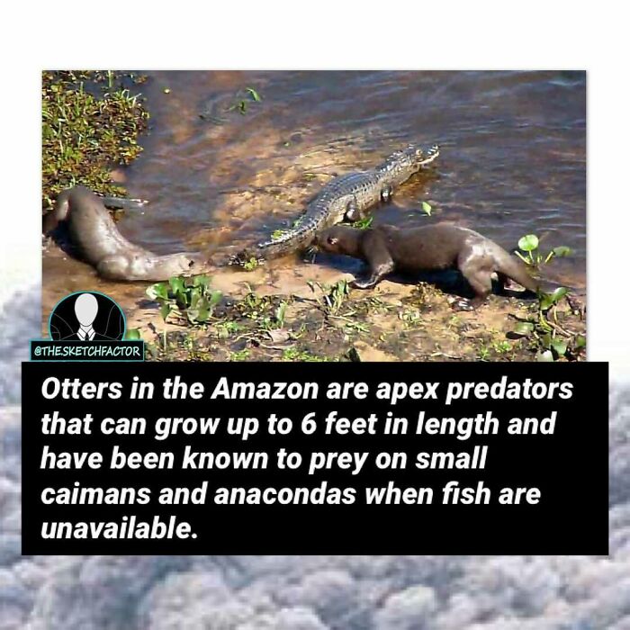 119 Disturbing And Morbid Facts That Might Freak You Out A Bit, As Shared By This Insta Page