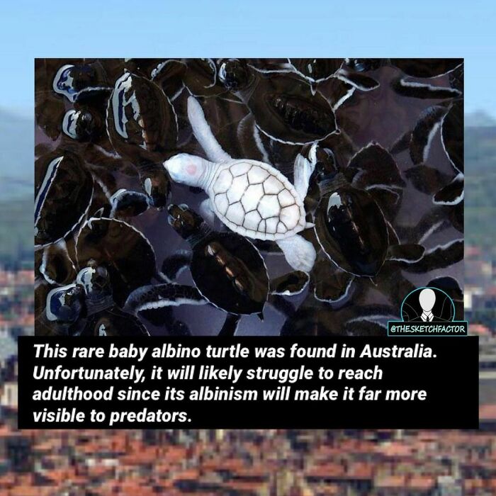 119 Disturbing And Morbid Facts That Might Freak You Out A Bit, As Shared By This Insta Page