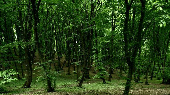 45 Creepy Forests You’d Better Not Walk In At Night 45 Creepy Forests You’d Better Not Walk In At Night