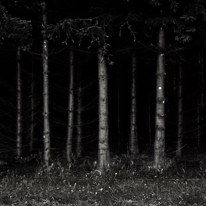 45 Creepy Forests You’d Better Not Walk In At Night 45 Creepy Forests You’d Better Not Walk In At Night