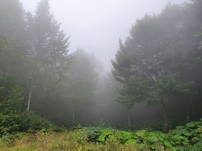 45 Creepy Forests You’d Better Not Walk In At Night 45 Creepy Forests You’d Better Not Walk In At Night