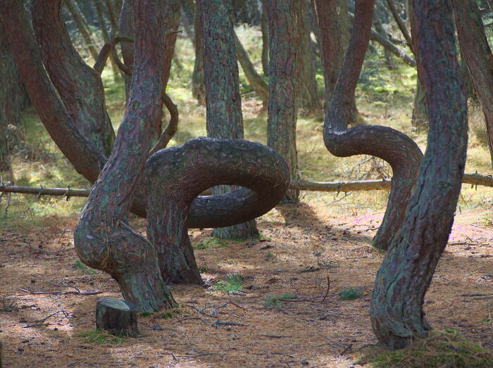 45 Creepy Forests You’d Better Not Walk In At Night 45 Creepy Forests You’d Better Not Walk In At Night