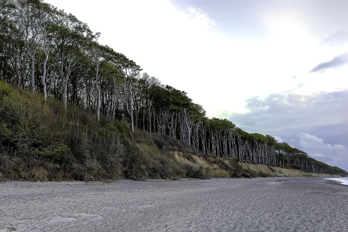 45 Creepy Forests You’d Better Not Walk In At Night 45 Creepy Forests You’d Better Not Walk In At Night