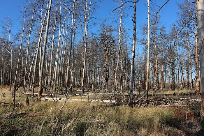 45 Creepy Forests You’d Better Not Walk In At Night 45 Creepy Forests You’d Better Not Walk In At Night