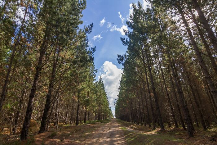 45 Creepy Forests You’d Better Not Walk In At Night 45 Creepy Forests You’d Better Not Walk In At Night