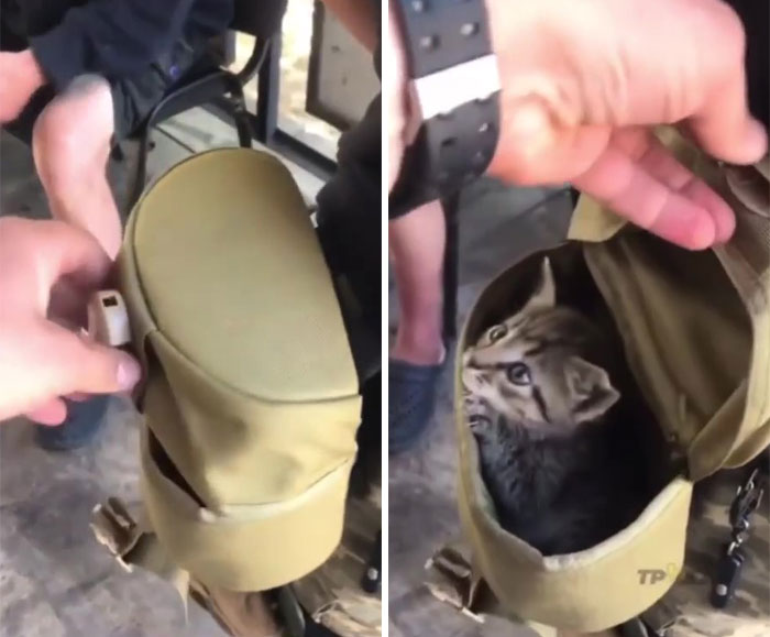 50 Photos Of Cats And Dogs Rescued By Ukrainian Soldiers, Shared By This Instagram Account 50 Photos Of Cats And Dogs Rescued By Ukrainian Soldiers, Shared By This Instagram Account