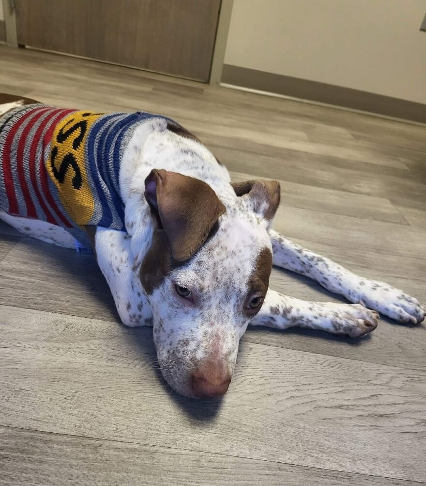 Abandoned Puppy Gets Another Chance At Happiness When Loving People Take Him Into Their Care Abandoned Puppy Gets Another Chance At Happiness When Loving People Take Him Into Their Care