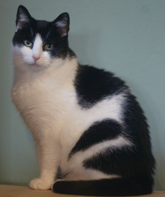 Hey Pandas, Post The Best Photo Of Your Cat (Closed)