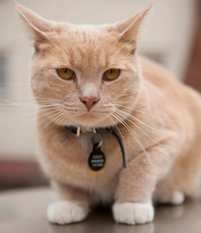 Hey Pandas, Post The Best Photo Of Your Cat (Closed)