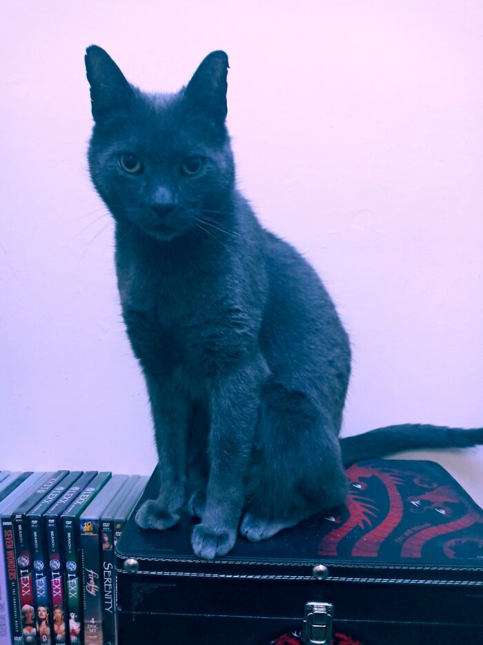 Hey Pandas, Post The Best Photo Of Your Cat (Closed)