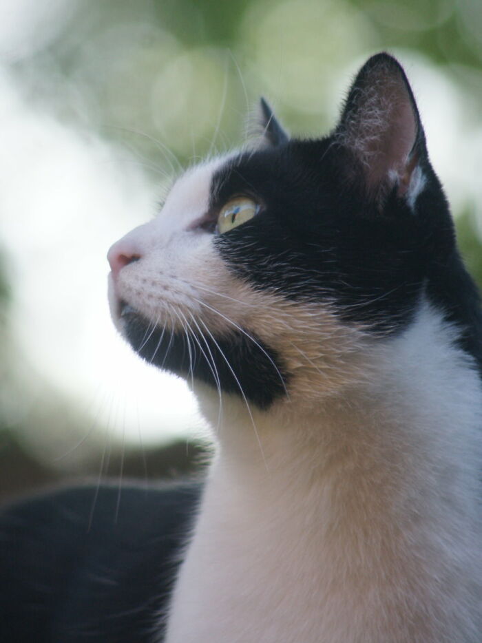 Hey Pandas, Post The Best Photo Of Your Cat (Closed) Hey Pandas, Post The Best Photo Of Your Cat (Closed)