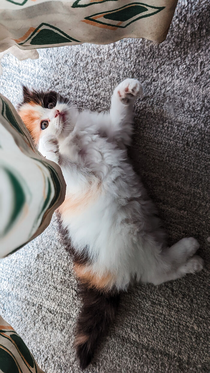 Hey Pandas, Post The Best Photo Of Your Cat (Closed) Hey Pandas, Post The Best Photo Of Your Cat (Closed)