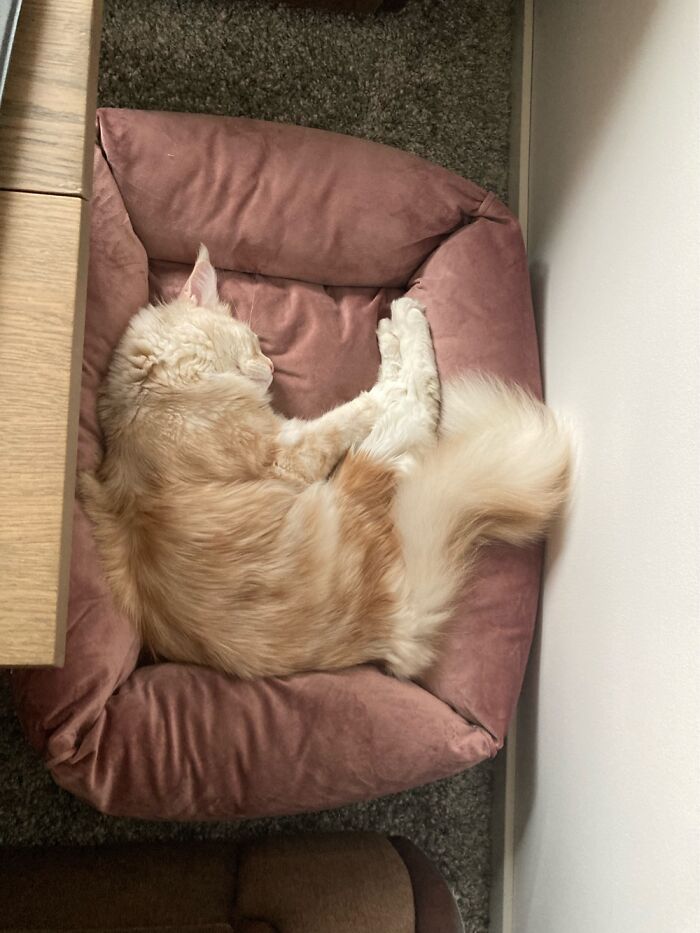 Hey Pandas, Post The Best Photo Of Your Cat (Closed) Hey Pandas, Post The Best Photo Of Your Cat (Closed)