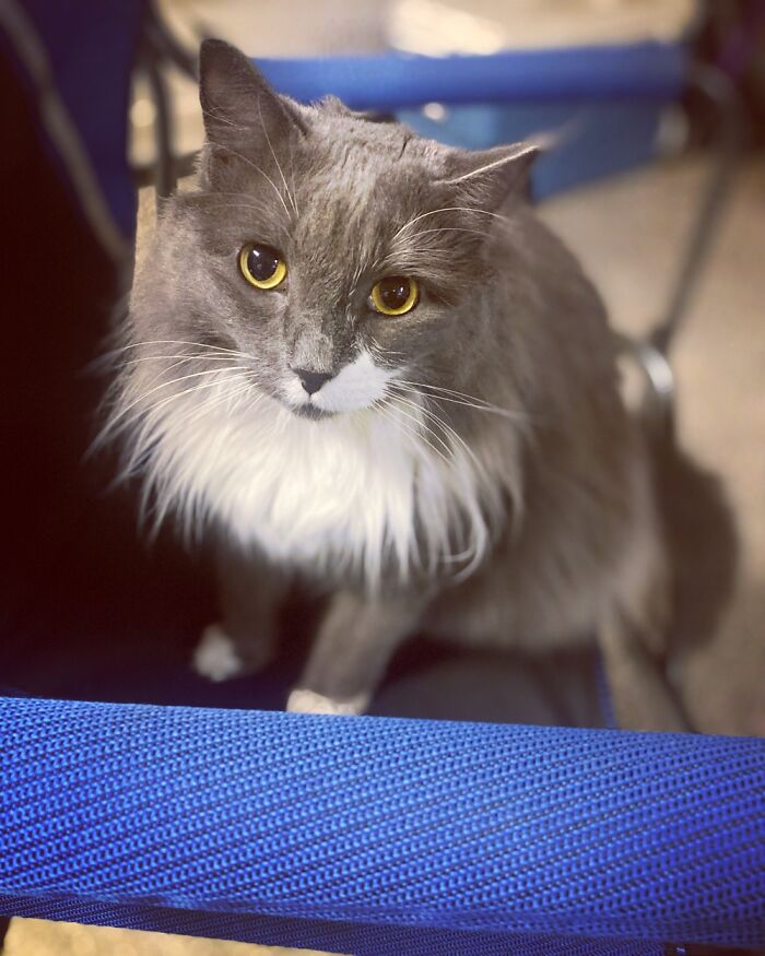 Hey Pandas, Post The Best Photo Of Your Cat (Closed) Hey Pandas, Post The Best Photo Of Your Cat (Closed)