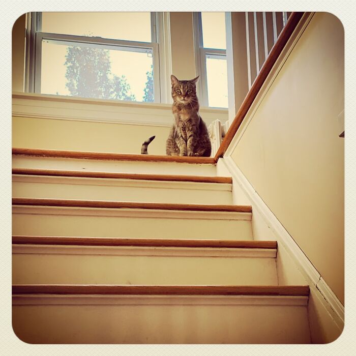 Hey Pandas, Post The Best Photo Of Your Cat (Closed)