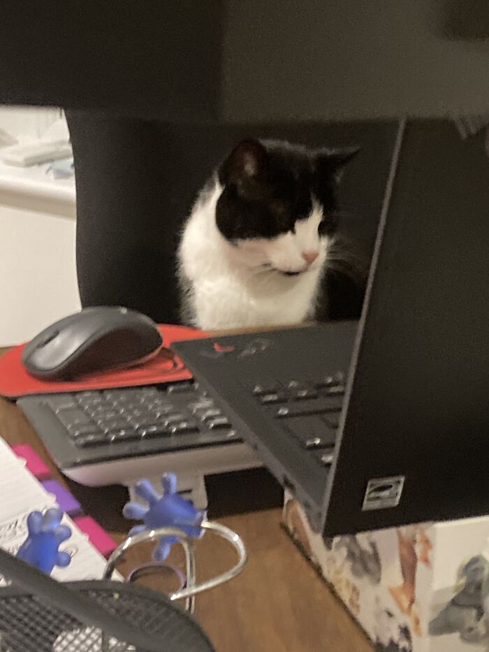 Hey Pandas, Post The Best Photo Of Your Cat (Closed)