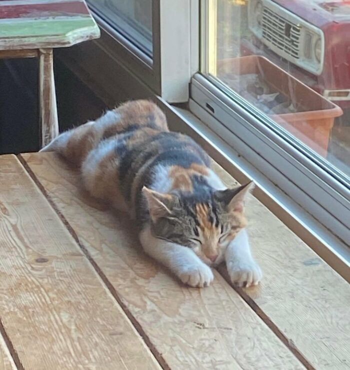 Hey Pandas, Post The Best Photo Of Your Cat (Closed)