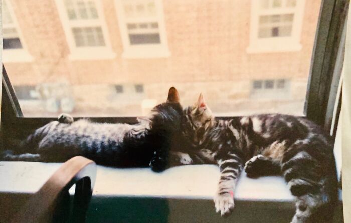 Hey Pandas, Post The Best Photo Of Your Cat (Closed)