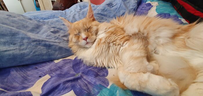 Hey Pandas, Post The Best Photo Of Your Cat (Closed) Hey Pandas, Post The Best Photo Of Your Cat (Closed)