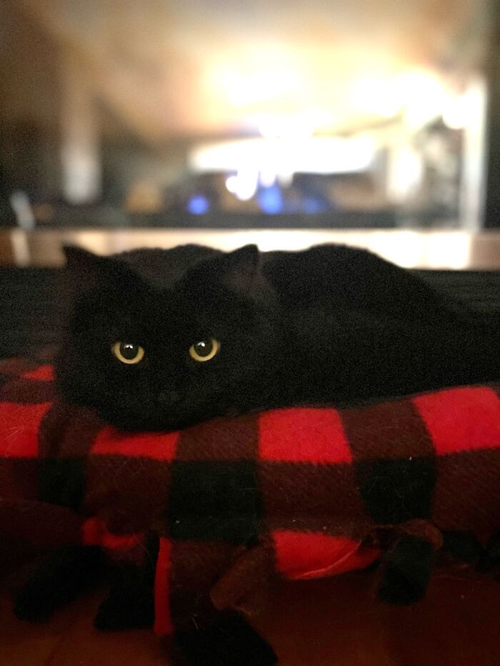 Hey Pandas, Post The Best Photo Of Your Cat (Closed)