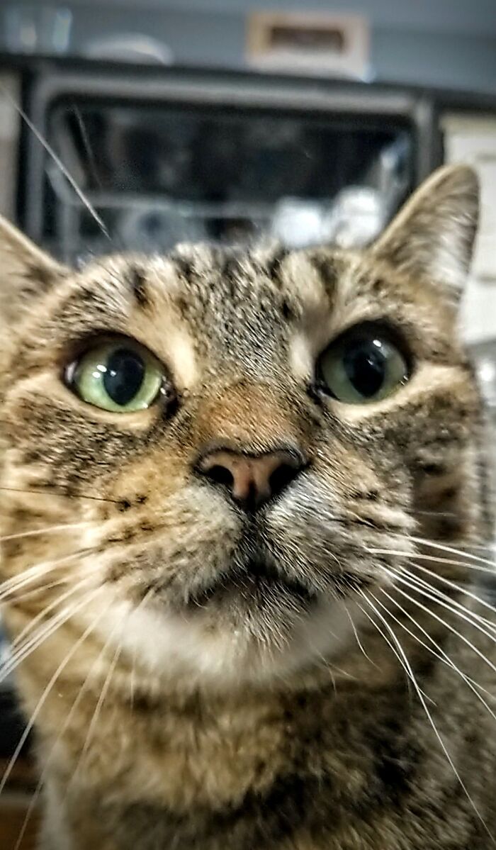 Hey Pandas, Post The Best Photo Of Your Cat (Closed) Hey Pandas, Post The Best Photo Of Your Cat (Closed)