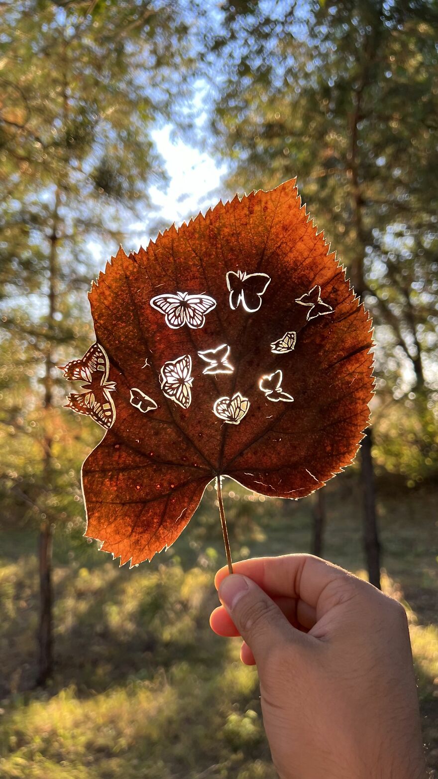 I Made Cutouts On A Real Tree Leaf (13 Pics)