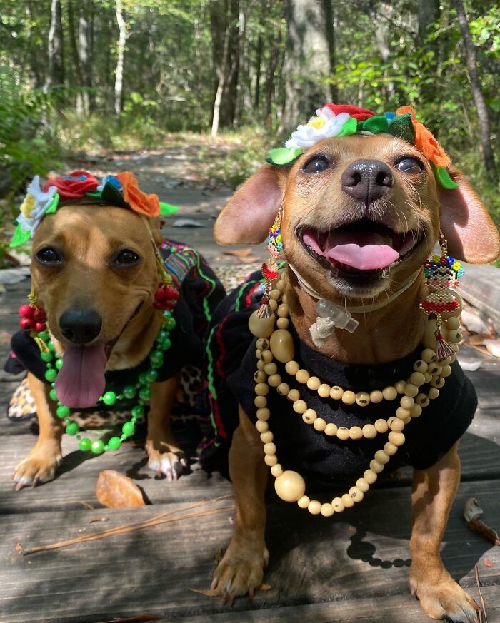 Hey Pandas, Post Your Favorite Picture From Halloween In 2022 (Closed)