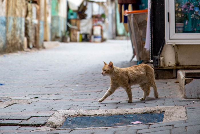 16 Y.O. Loses His Neighbor’s Cat That He Was Supposed To Pet Sit, His Mom Is Upset About The Neighbors Refusing To Pay For His Work 16 Y.O. Loses His Neighbor’s Cat That He Was Supposed To Pet Sit, His Mom Is Upset About The Neighbors Refusing To Pay For His Work
