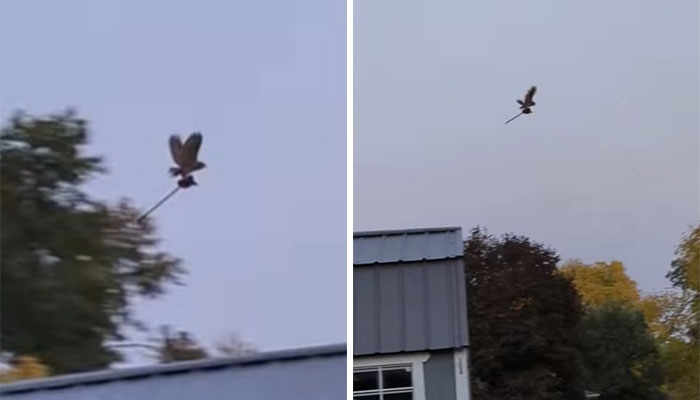 Man Captures Owl Flying Away With Child’s Hobby Horse Like A Witch Riding A Broom, Leaves The Internet In Stitches Man Captures Owl Flying Away With Child’s Hobby Horse Like A Witch Riding A Broom, Leaves The Internet In Stitches