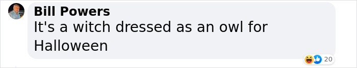 Man Captures Owl Flying Away With Child’s Hobby Horse Like A Witch Riding A Broom, Leaves The Internet In Stitches Man Captures Owl Flying Away With Child’s Hobby Horse Like A Witch Riding A Broom, Leaves The Internet In Stitches