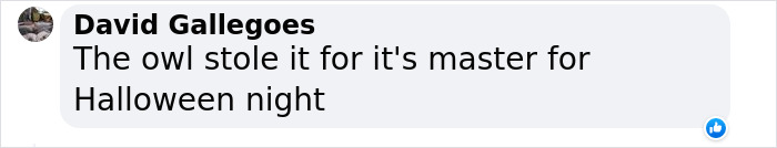 Man Captures Owl Flying Away With Child’s Hobby Horse Like A Witch Riding A Broom, Leaves The Internet In Stitches Man Captures Owl Flying Away With Child’s Hobby Horse Like A Witch Riding A Broom, Leaves The Internet In Stitches