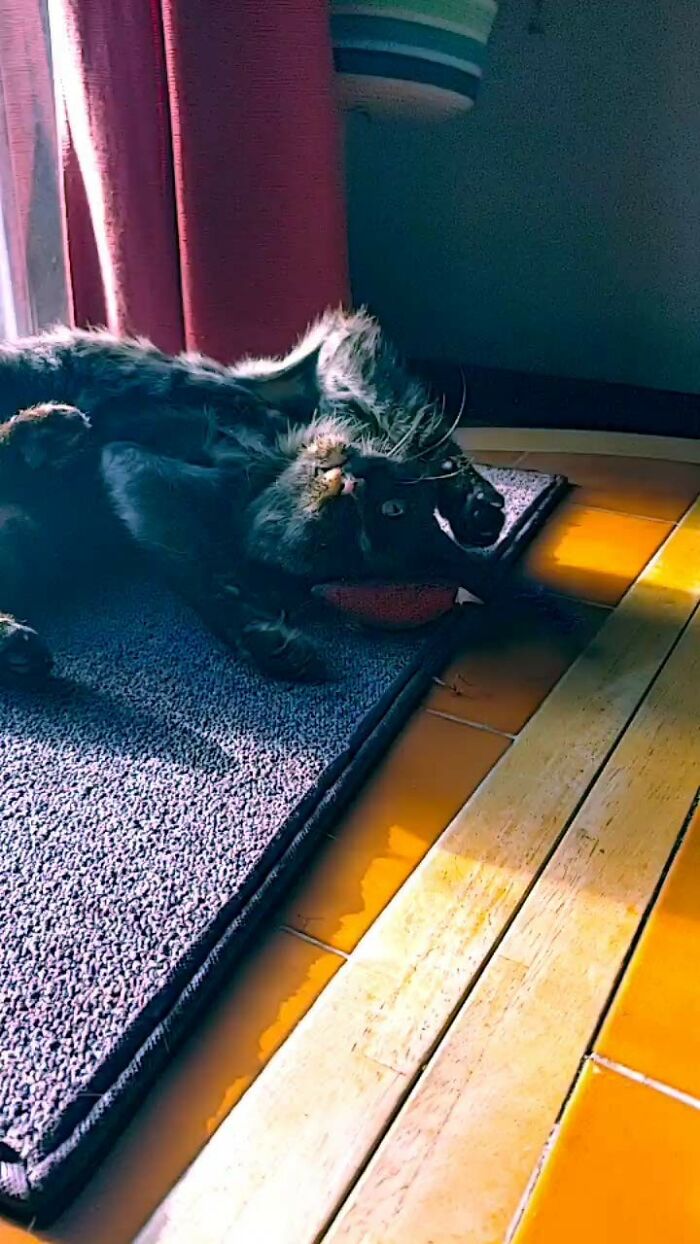 Hey Pandas, Post Pictures Of The Weirdest Cat Positions Here (Closed) Hey Pandas, Post Pictures Of The Weirdest Cat Positions Here (Closed)