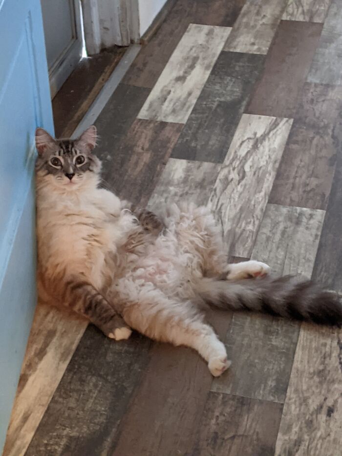 Hey Pandas, Post Pictures Of The Weirdest Cat Positions Here (Closed) Hey Pandas, Post Pictures Of The Weirdest Cat Positions Here (Closed)