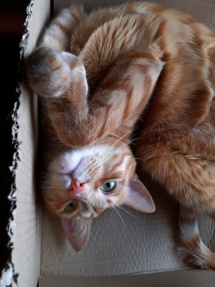 Hey Pandas, Post Pictures Of The Weirdest Cat Positions Here (Closed) Hey Pandas, Post Pictures Of The Weirdest Cat Positions Here (Closed)