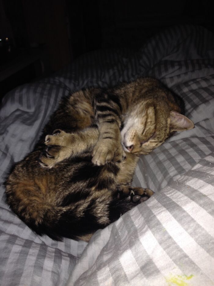 Hey Pandas, Post Pictures Of The Weirdest Cat Positions Here (Closed) Hey Pandas, Post Pictures Of The Weirdest Cat Positions Here (Closed)