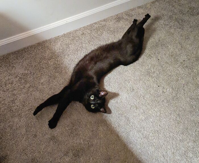 Hey Pandas, Post Pictures Of The Weirdest Cat Positions Here (Closed) Hey Pandas, Post Pictures Of The Weirdest Cat Positions Here (Closed)