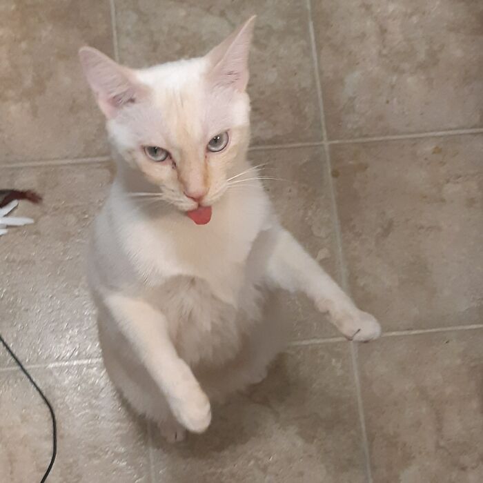 Hey Pandas, Post Pictures Of The Weirdest Cat Positions Here (Closed) Hey Pandas, Post Pictures Of The Weirdest Cat Positions Here (Closed)