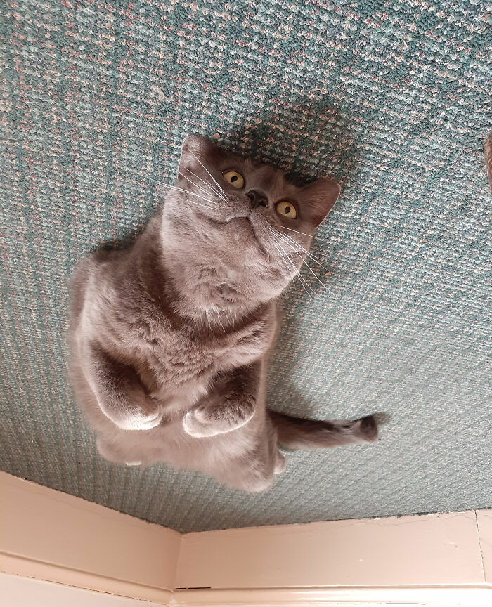 Hey Pandas, Post Pictures Of The Weirdest Cat Positions Here (Closed) Hey Pandas, Post Pictures Of The Weirdest Cat Positions Here (Closed)