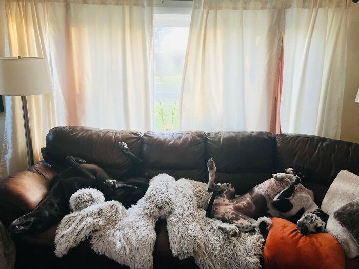 Hey Pandas, Post Pictures Of The Weirdest Cat Positions Here (Closed)