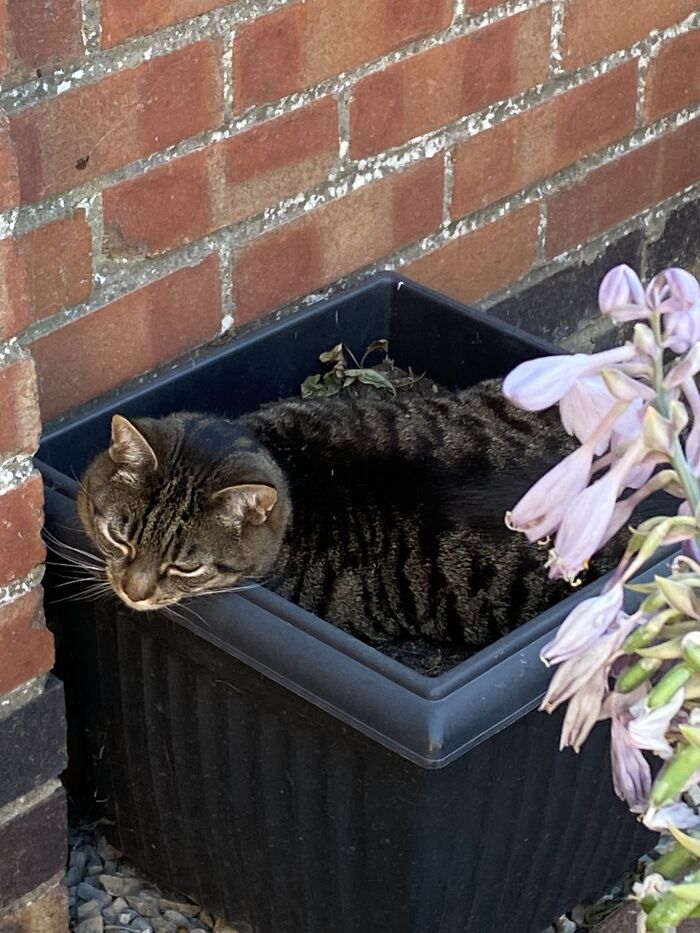 Hey Pandas, Post Pictures Of The Weirdest Cat Positions Here (Closed) Hey Pandas, Post Pictures Of The Weirdest Cat Positions Here (Closed)