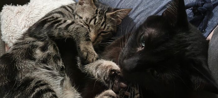 Hey Pandas, Post Pictures Of The Weirdest Cat Positions Here (Closed) Hey Pandas, Post Pictures Of The Weirdest Cat Positions Here (Closed)