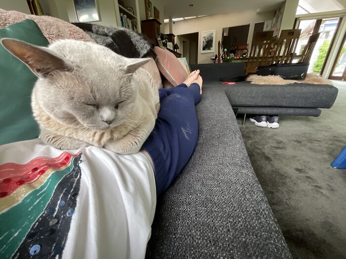 Hey Pandas, Post Pictures Of The Weirdest Cat Positions Here (Closed) Hey Pandas, Post Pictures Of The Weirdest Cat Positions Here (Closed)