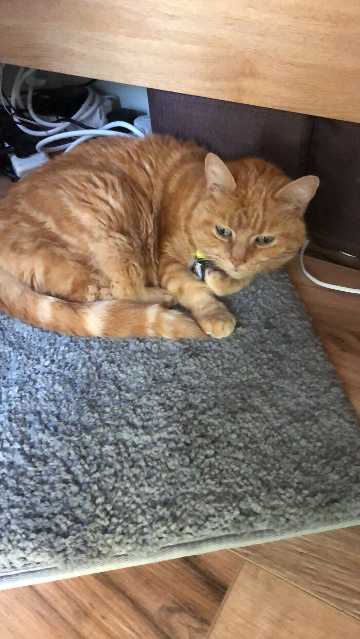 Hey Pandas, Post Pictures Of The Weirdest Cat Positions Here (Closed) Hey Pandas, Post Pictures Of The Weirdest Cat Positions Here (Closed)