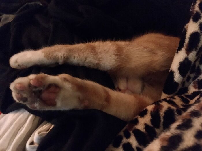 Hey Pandas, Post Pictures Of The Weirdest Cat Positions Here (Closed) Hey Pandas, Post Pictures Of The Weirdest Cat Positions Here (Closed)