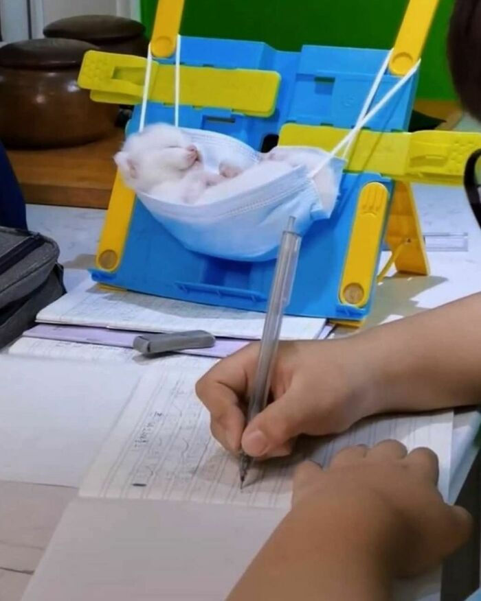 50 Hard To Explain But Impossible Not To Love Animal Pics, As Shared By This IG Page (New Pics) 50 Hard To Explain But Impossible Not To Love Animal Pics, As Shared By This IG Page (New Pics)