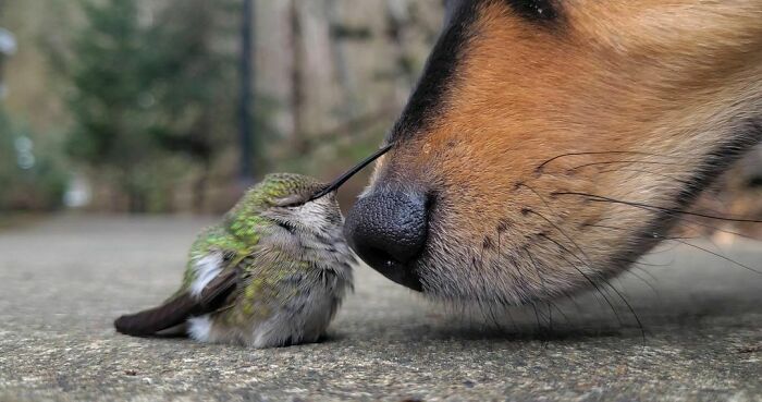 50 Hard To Explain But Impossible Not To Love Animal Pics, As Shared By This IG Page (New Pics) 50 Hard To Explain But Impossible Not To Love Animal Pics, As Shared By This IG Page (New Pics)