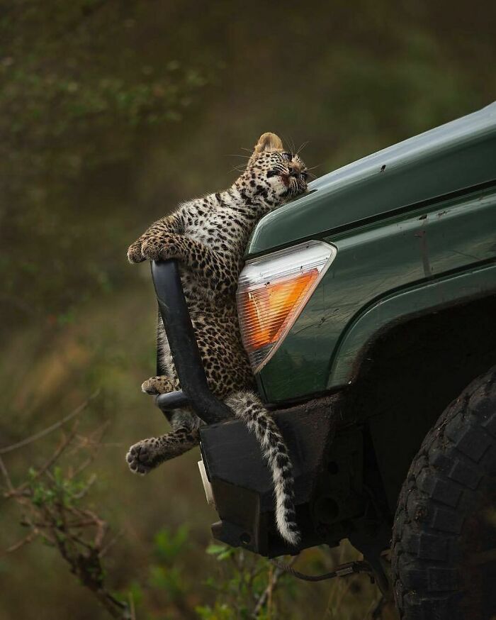 50 Hard To Explain But Impossible Not To Love Animal Pics, As Shared By This IG Page (New Pics) 50 Hard To Explain But Impossible Not To Love Animal Pics, As Shared By This IG Page (New Pics)