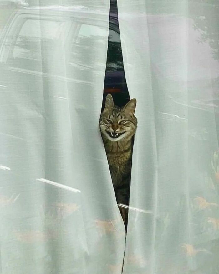 50 Hard To Explain But Impossible Not To Love Animal Pics, As Shared By This IG Page (New Pics) 50 Hard To Explain But Impossible Not To Love Animal Pics, As Shared By This IG Page (New Pics)